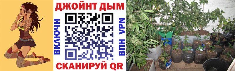 Конопля сатива  Калуга 